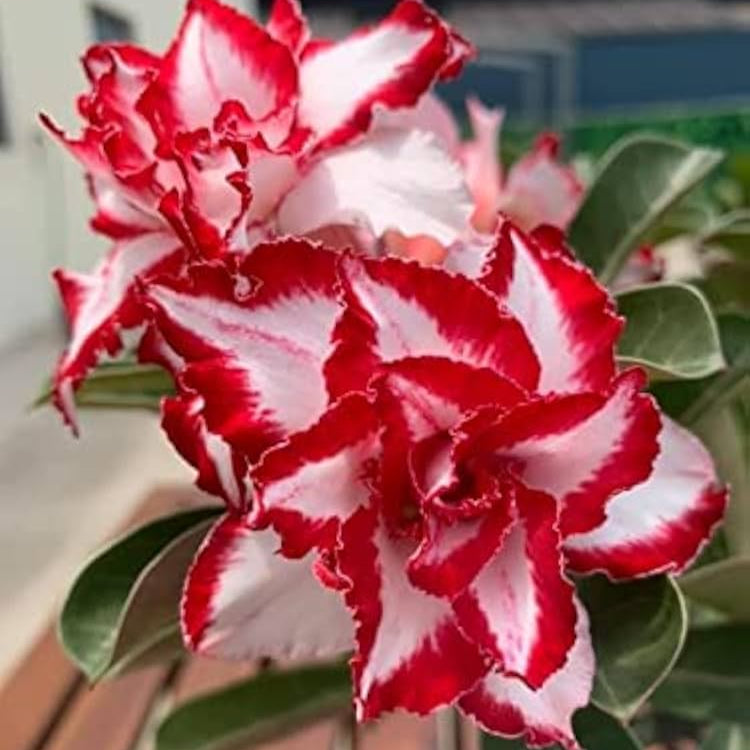 Adenium Ferrari Grafted Plant