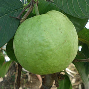 Allahabad Safeda Guava Fruit plant