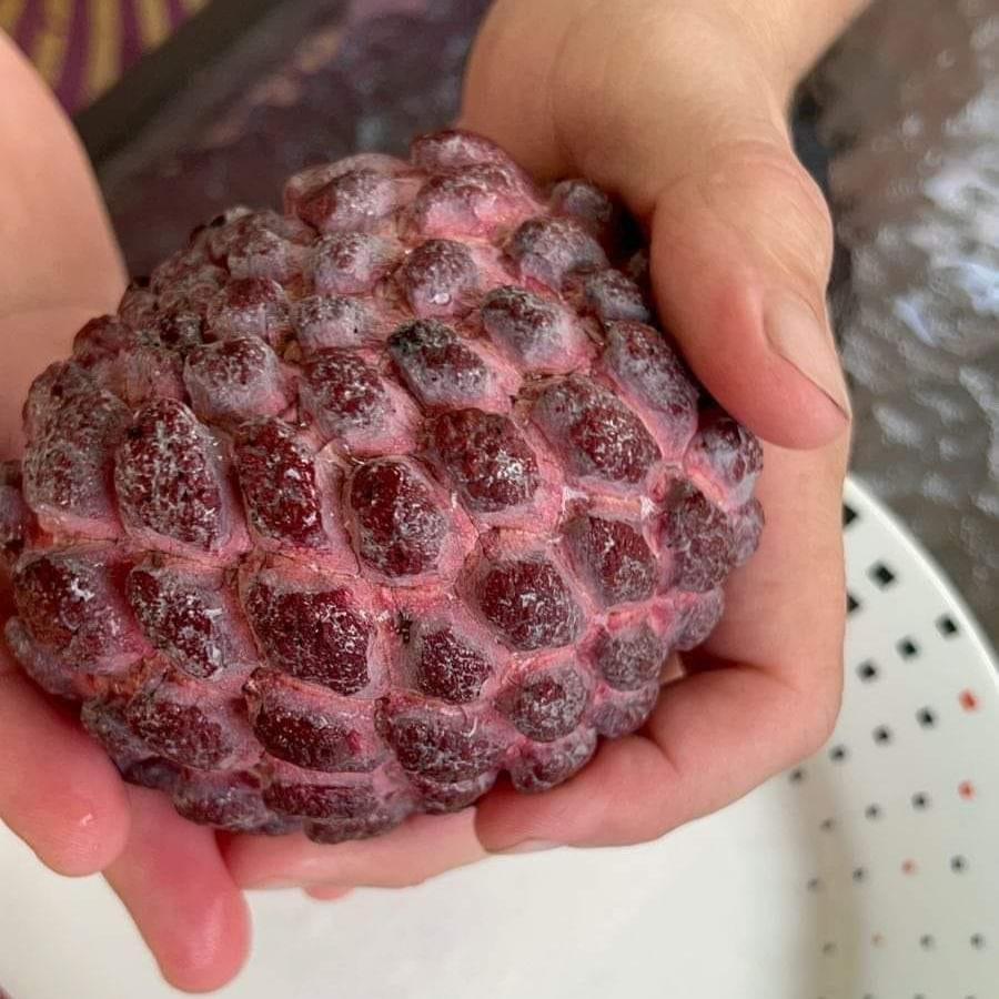 Purple Sugar Apple Fruit Plant ( Annona Squamosa )