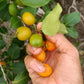 Pitanga Fanta Cherry Live Plant (Eugenia dichroma)