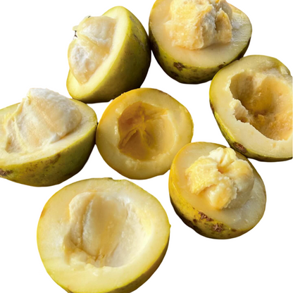 White Sapote Fruit Plant (Casimiroa Edulis): A Unique Tropical Treasure