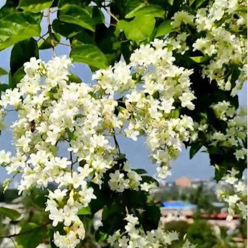 Manimulla  Live Plant (Porana paniculata)