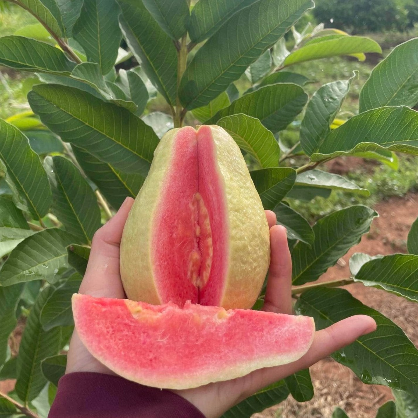 Thai Pear Guava Live Plant (Psidium guajava)