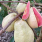 Thai Pear Guava Live Plant (Psidium guajava)