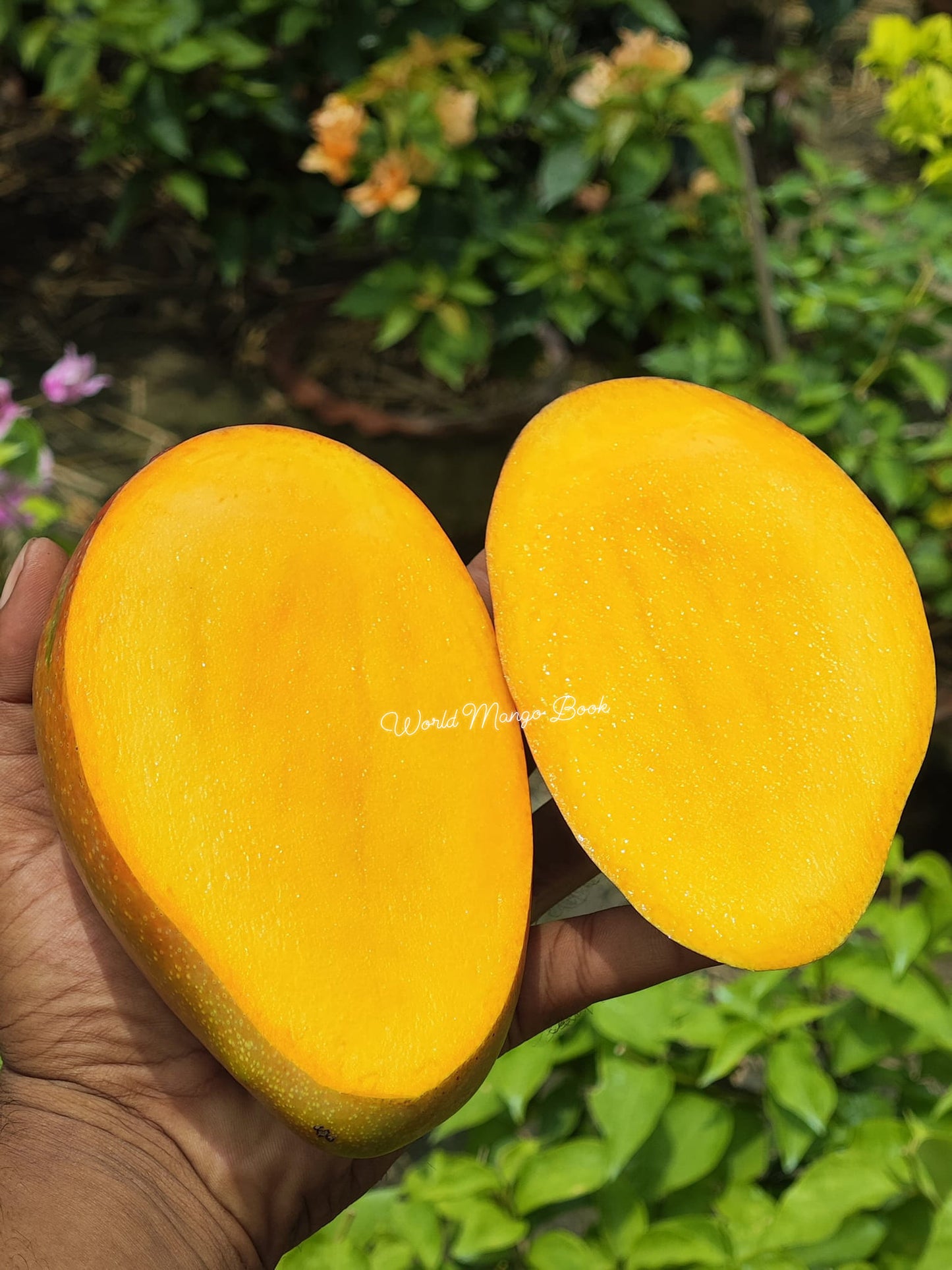 Yuwen Mango Live Plant (Mangifera indica)