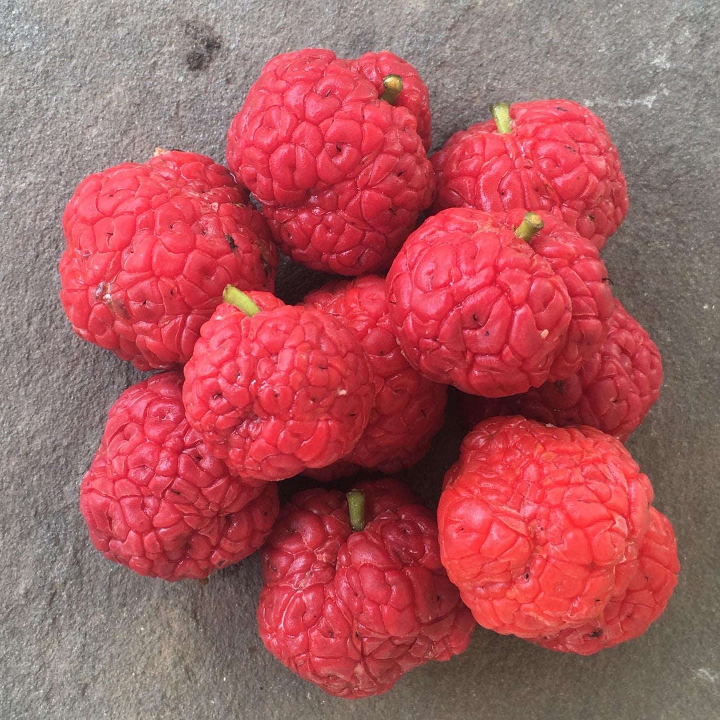 Che Fruit Plant (Maclura tricuspidate)