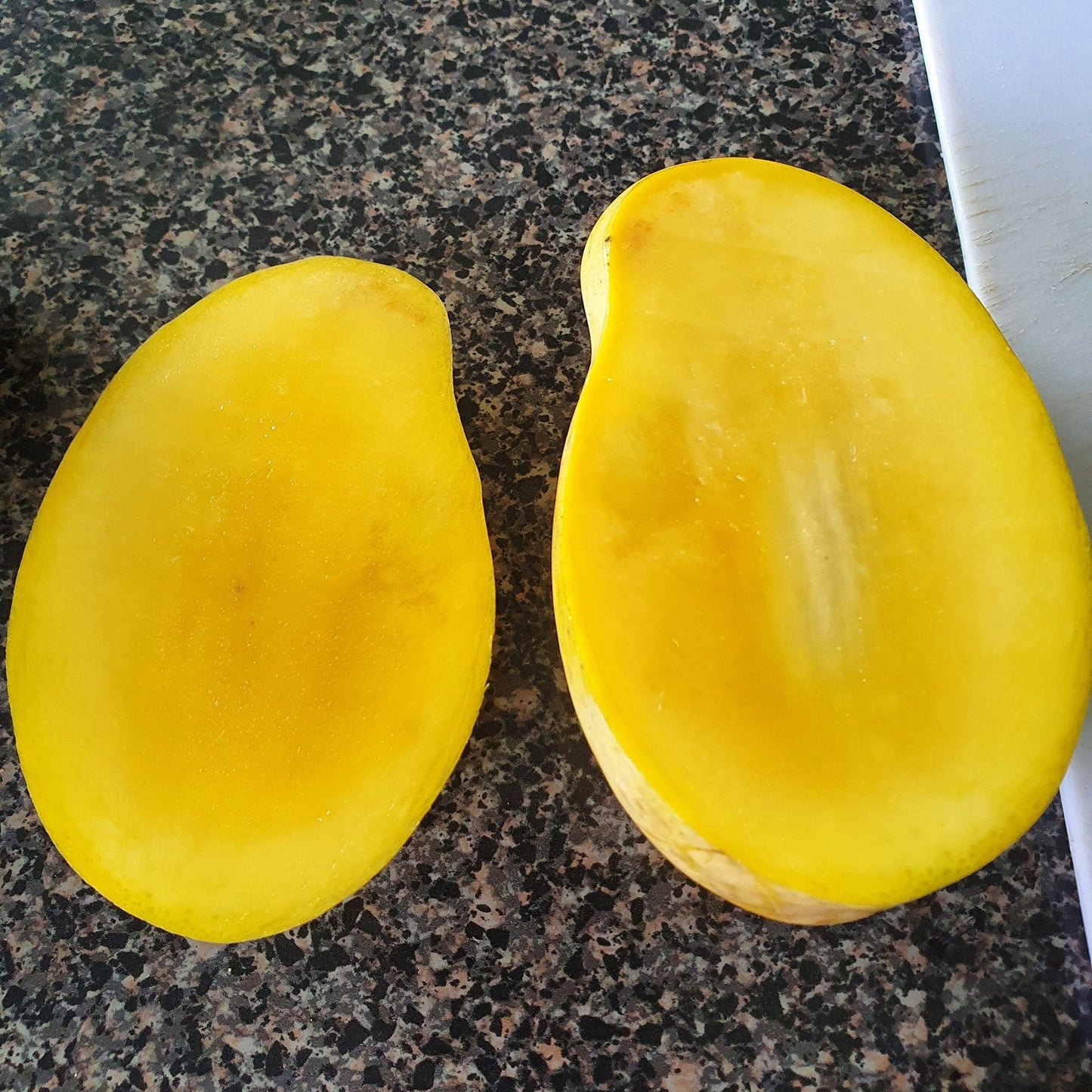 Lemon Zest Mango Live Plant (Mangifera indica 'Lemon Zest')