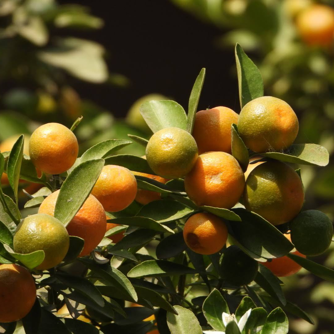 Bush Orange Fruit plant