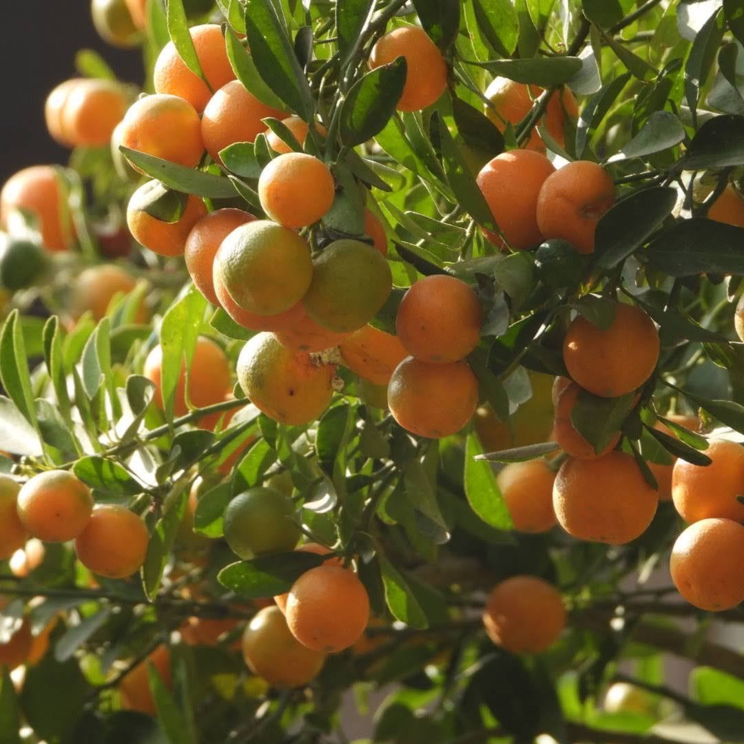 Bush Orange Fruit plant