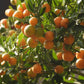 Bush Orange Fruit plant