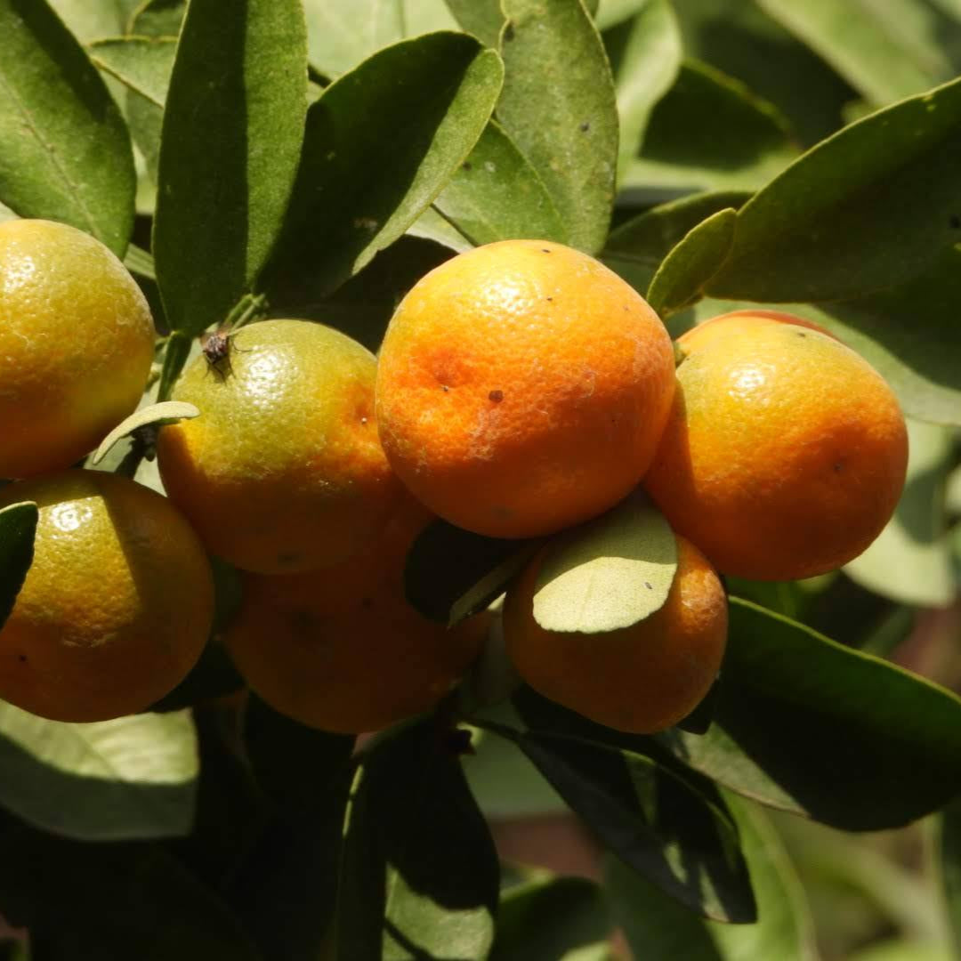 Bush Orange Fruit plant