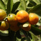 Bush Orange Fruit plant