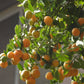 Bush Orange Fruit plant