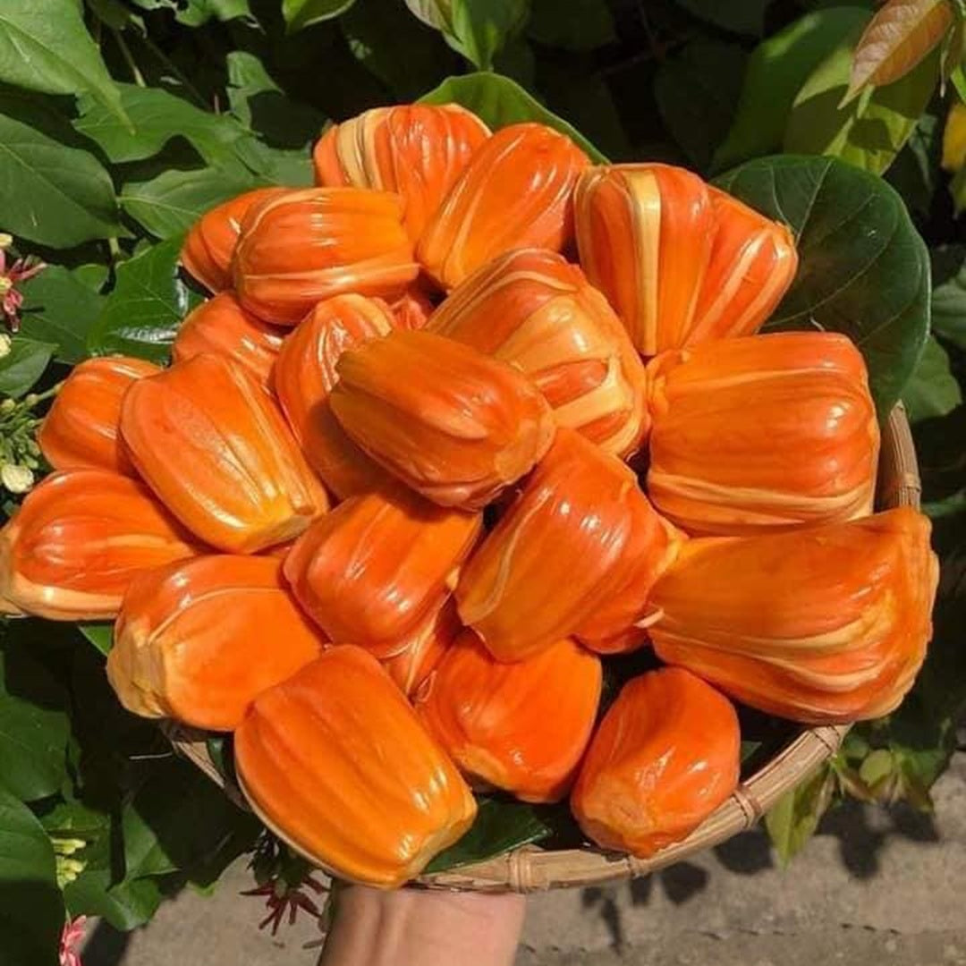 Super Red Jack Live PLant (Artocarpus heterophyllus)