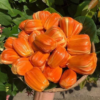 Super Red Jack Live PLant (Artocarpus heterophyllus)