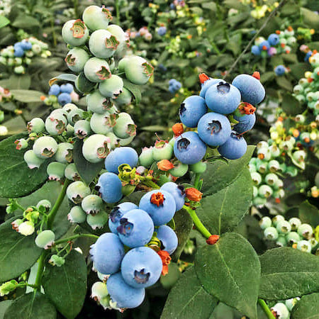 Berryland 1 Blue Berry LIve Plant ( Vaccinium corymbosum)
