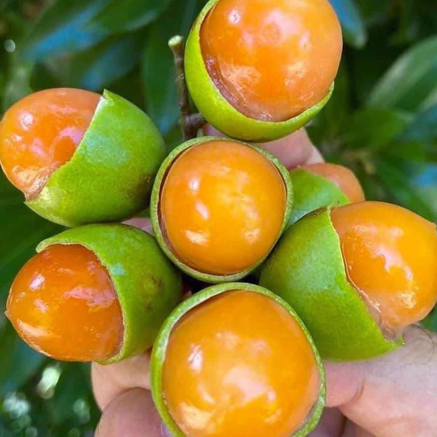 Guayas Fruit Live Plant (Talisia Oliviformis)
