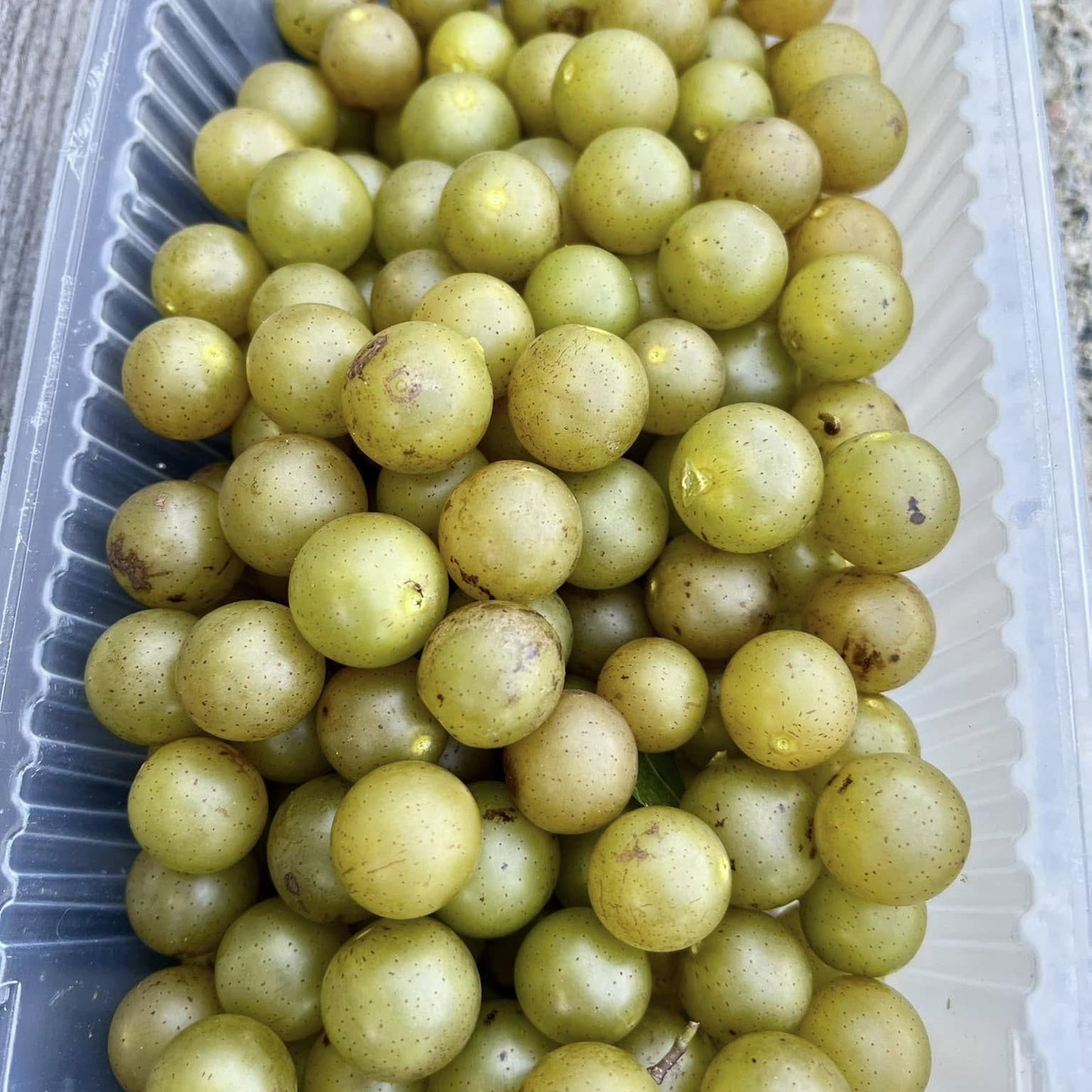 Muscadine Grape Live Plant (Vitis rotundifolia)