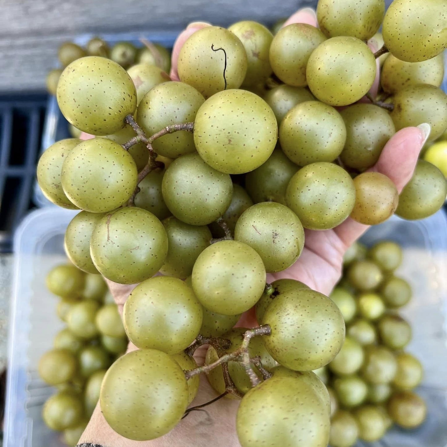Muscadine Grape Live Plant (Vitis rotundifolia)