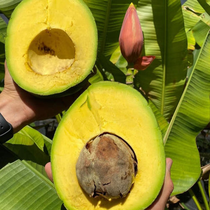 Kendil Avocado Live Plant (Persea americana)