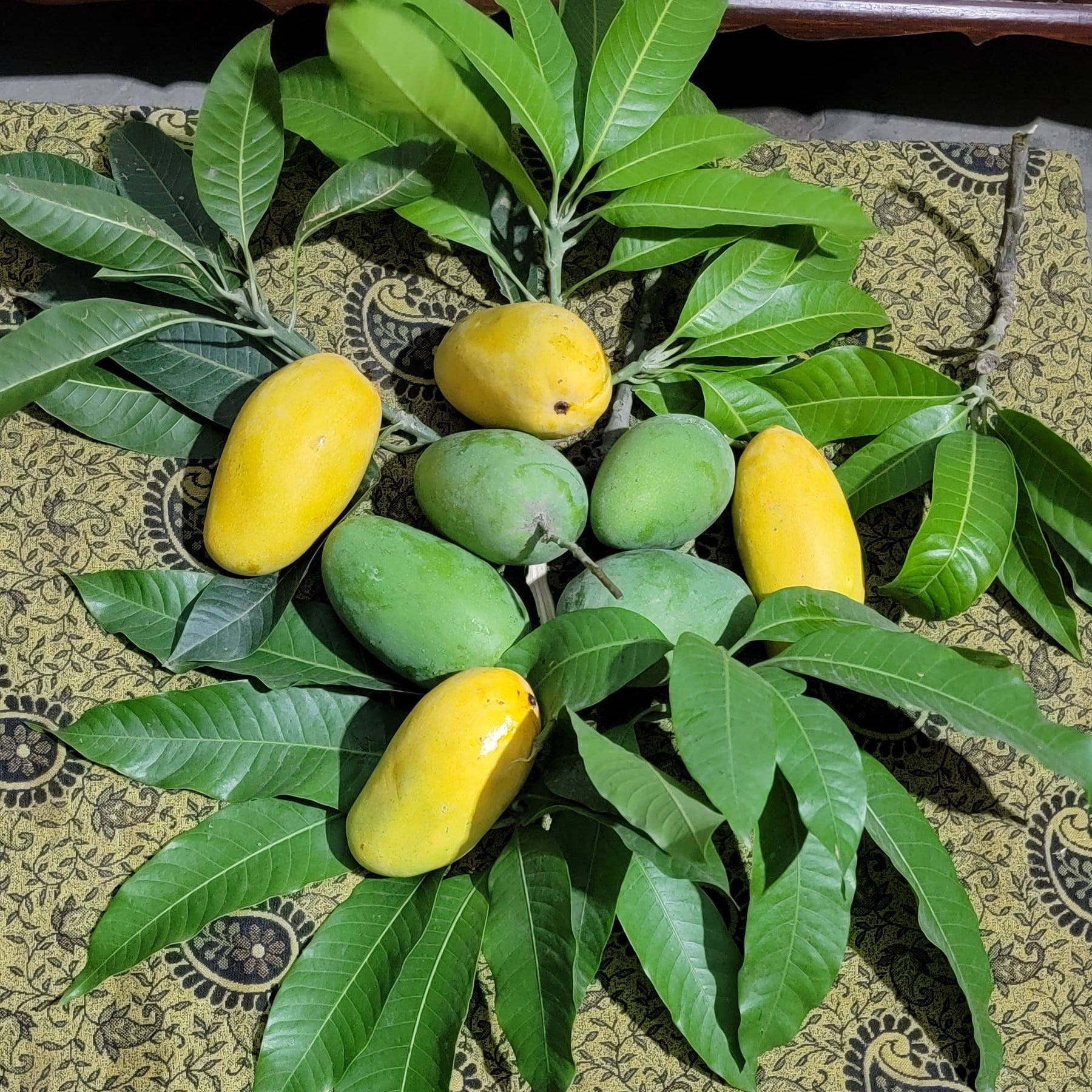 Carabao Mango Live Plant  -  The World’s Sweetest Mango Treasure