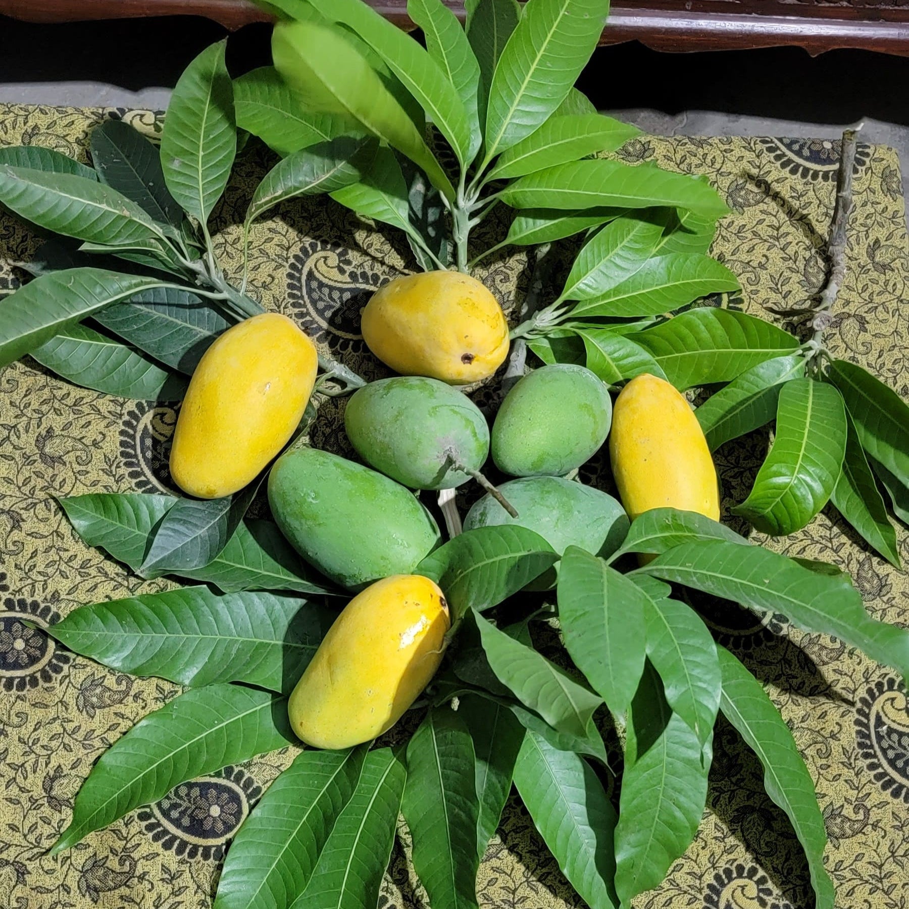 Carabao Mango – The Trending Star of Tropical Farms