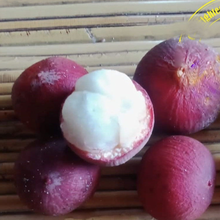 Sandoricum beccarianum Live Plant
