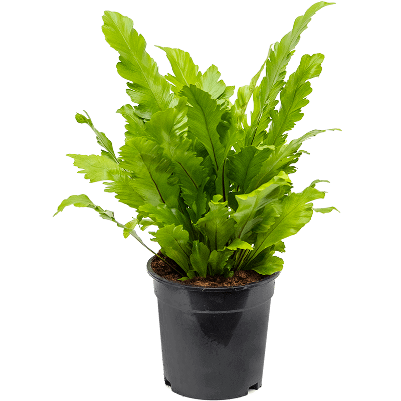 Bird's-nest fern Live Plant (Asplenium nidus )