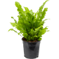 Bird's-nest fern Live Plant (Asplenium nidus )
