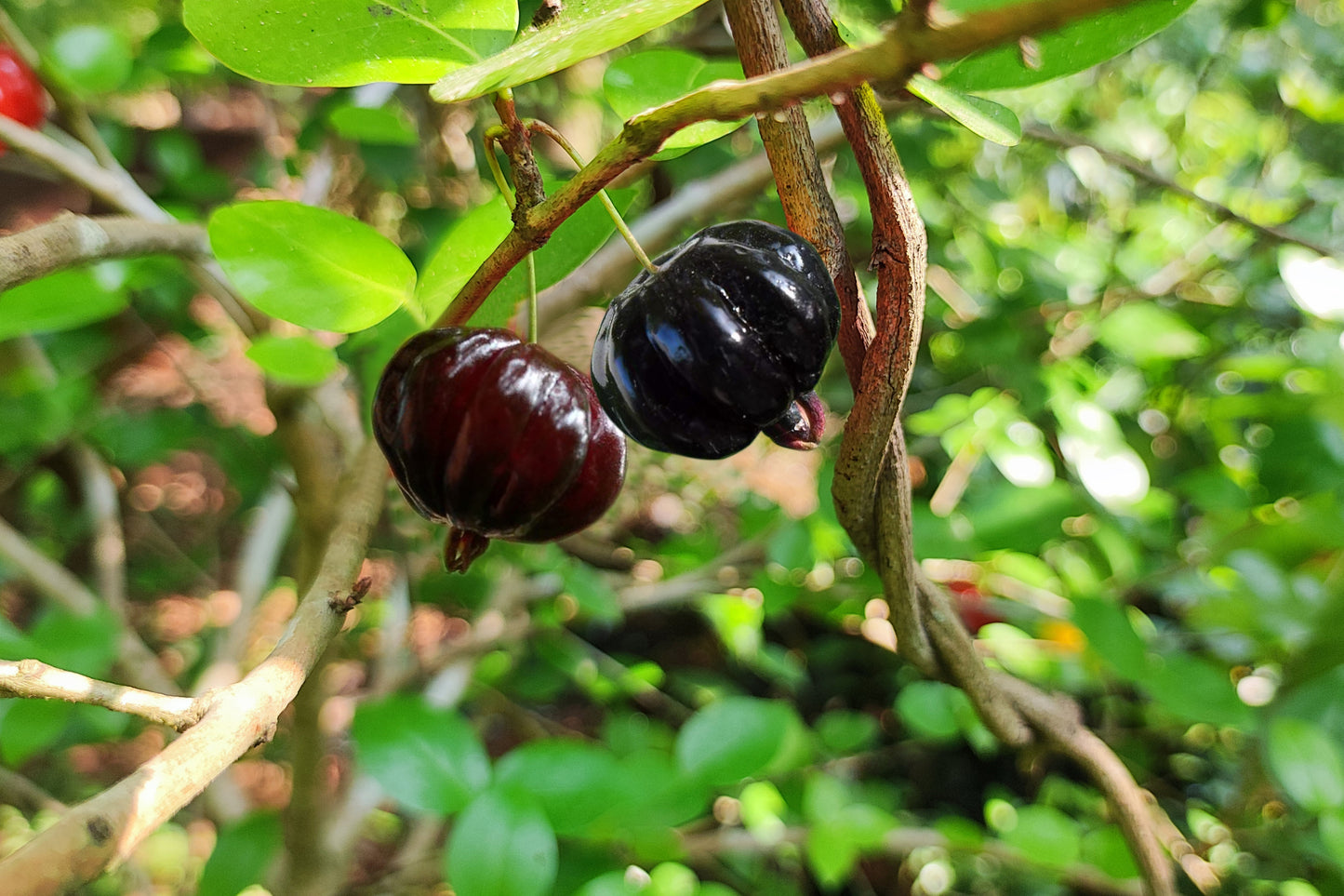 Surinam Cherry Black Fruit Plants (Eugenia Uniflora)