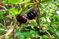 Surinam Cherry Black Fruit Plants (Eugenia Uniflora)