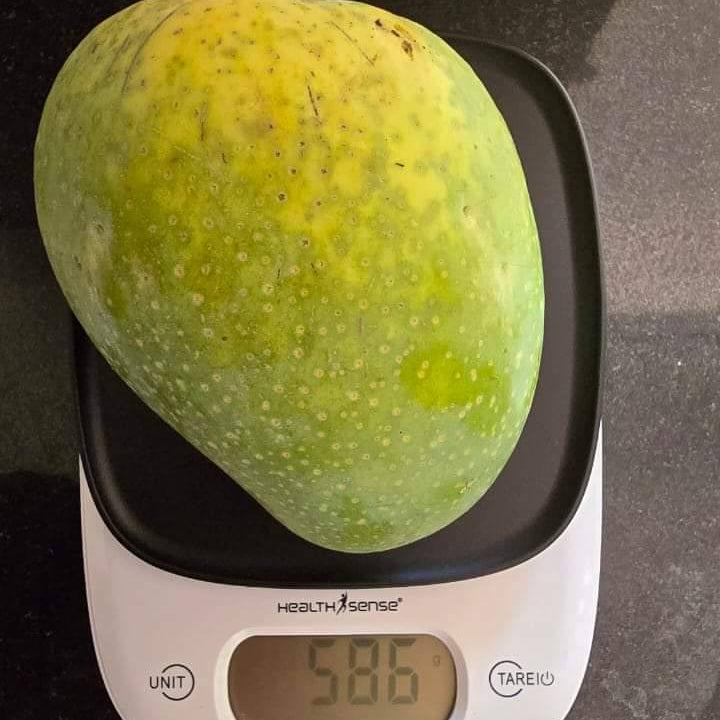 Sonpari Mango Live Plant (Mangifera indica)