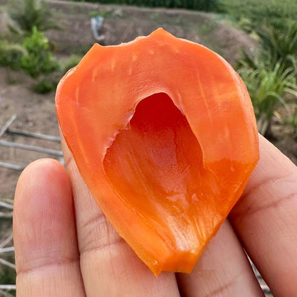 Red Gumless Jack Live Plant (Artocarpus heterophyllus)