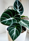 Alocasia Black Velvet (Alocasia Reginula)