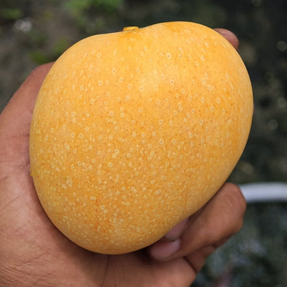 Sonpari Mango Live Plant (Mangifera indica)