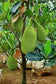 Vietnam  Red Jack Fruit LIve Plant