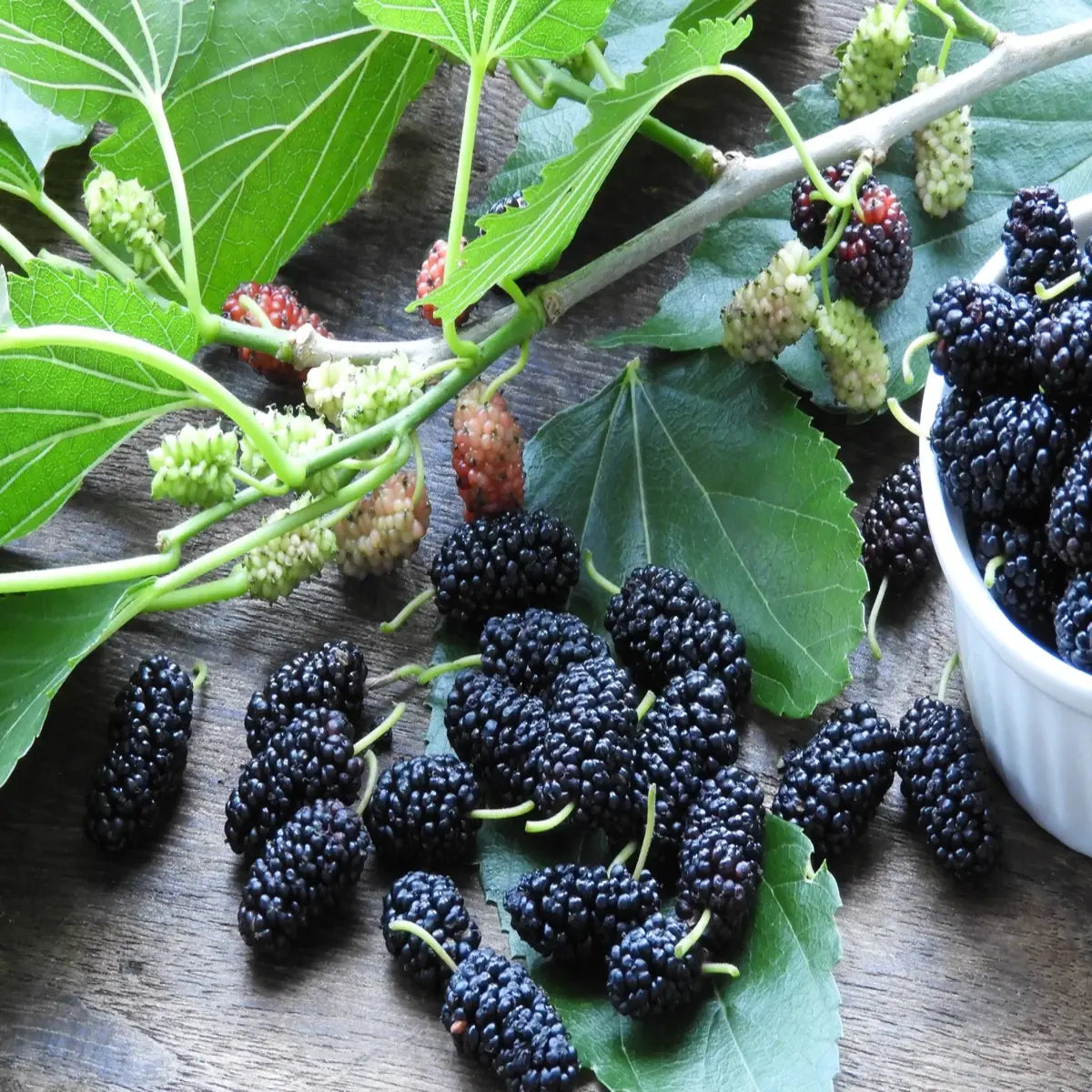 Mulberry (Morus spp)