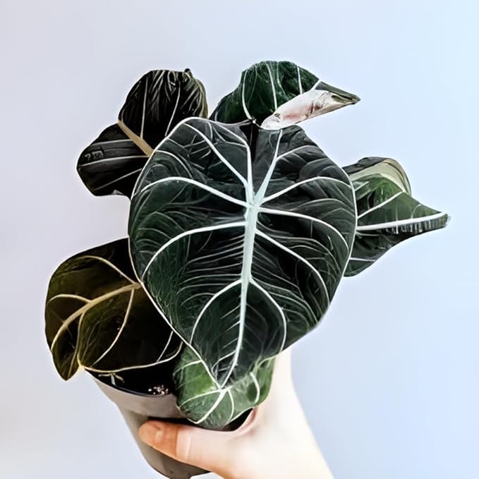 Alocasia Black Velvet (Alocasia Reginula)