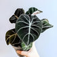 Alocasia Black Velvet (Alocasia Reginula)