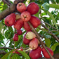 Malay Apple Live Plant (Syzygium malaccense )