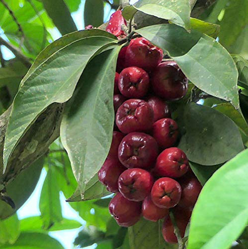 Malay Apple Live Plant (Syzygium malaccense )