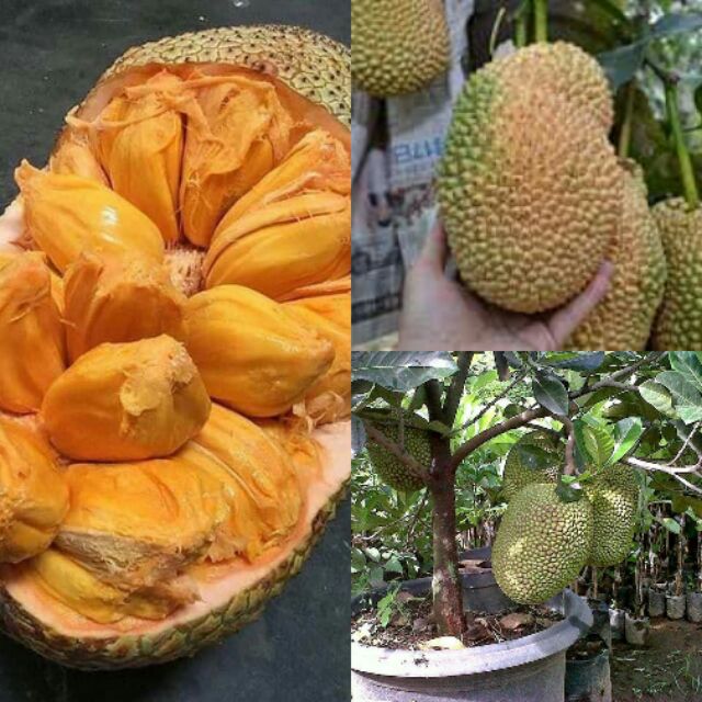 Durian Cempedak Live plant