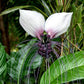 Bat Flower Live Plant (Tacca chantrieri)