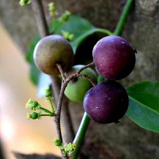 Burmese Cherry Fruit Plants (Flacourtia SP)