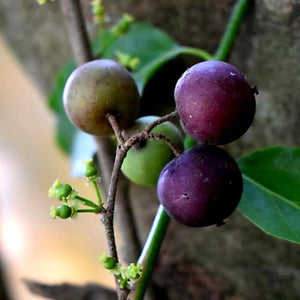 Burmese Cherry Fruit Plants (Flacourtia SP)