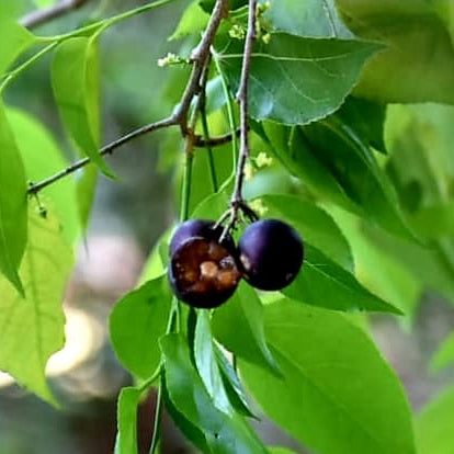 Burmese Cherry Fruit Plants (Flacourtia SP)