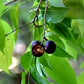 Burmese Cherry Fruit Plants (Flacourtia SP)
