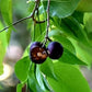 Burmese Cherry Fruit Plants (Flacourtia SP)