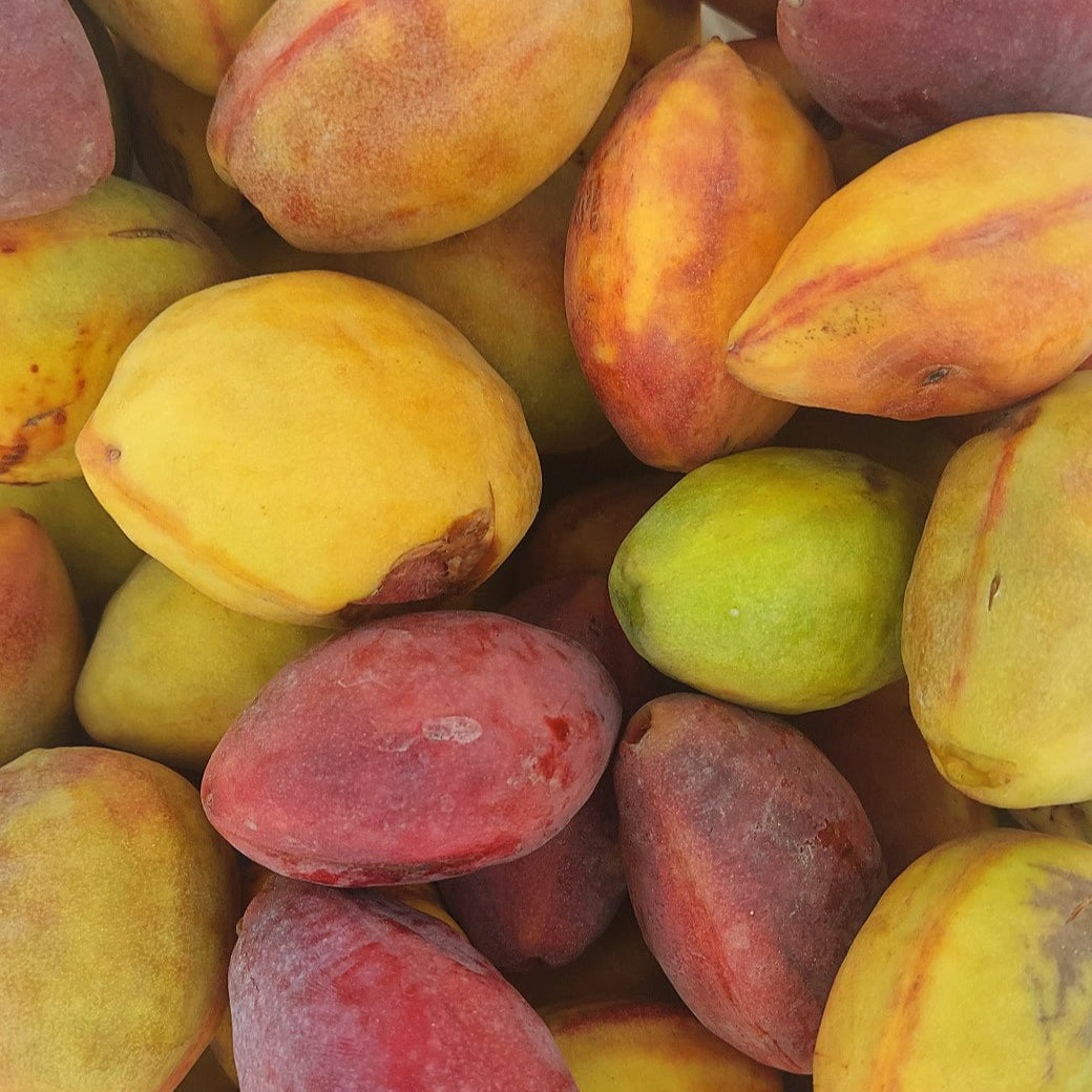 Sweet Skin Alomond (Terminalia catappa)