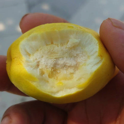 Sweet Skin Alomond (Terminalia catappa)